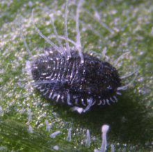 Коляска ABC Design TURBO 4S фото 1