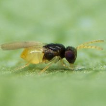 Коляска ABC Design TURBO 4S фото 2