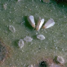 Коляска ABC Design TURBO 4S фото 3