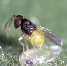 Коляска ABC Design TURBO 4S фото 4